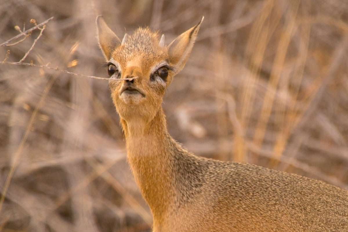 Dikdik Antilope im Etosha NP