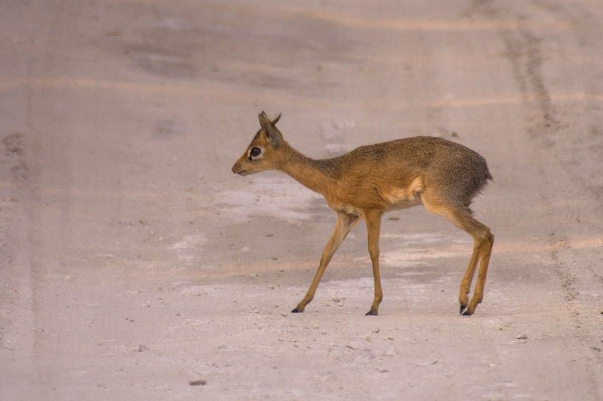 Dikdik Antilope im Etosha NP