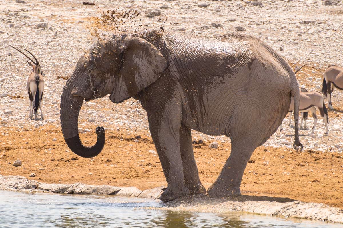 Elefant nimmt ein Schlammbad im Etosha NP