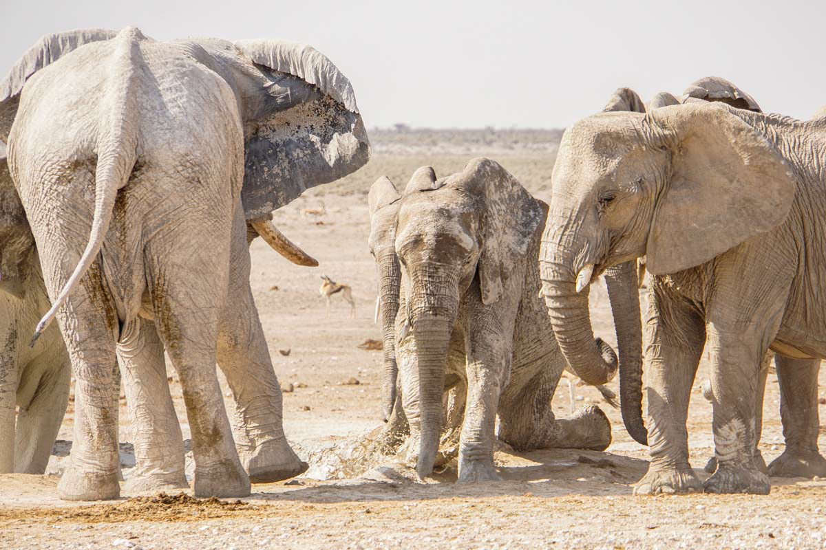 Elefant stürzt am Wasserloch im Etosha NP