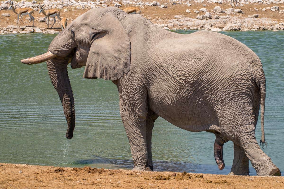 Penis vom Elefanten (Etosha NP)