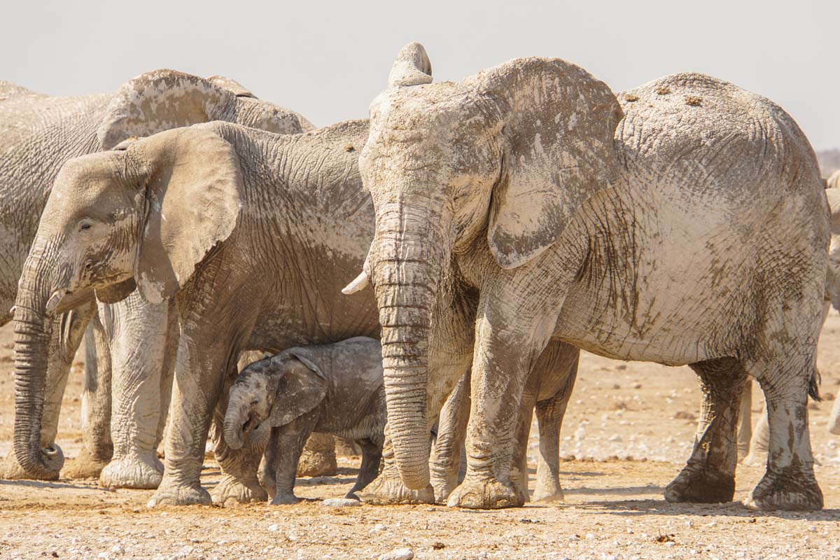 Elefantenherde im Etosha NP