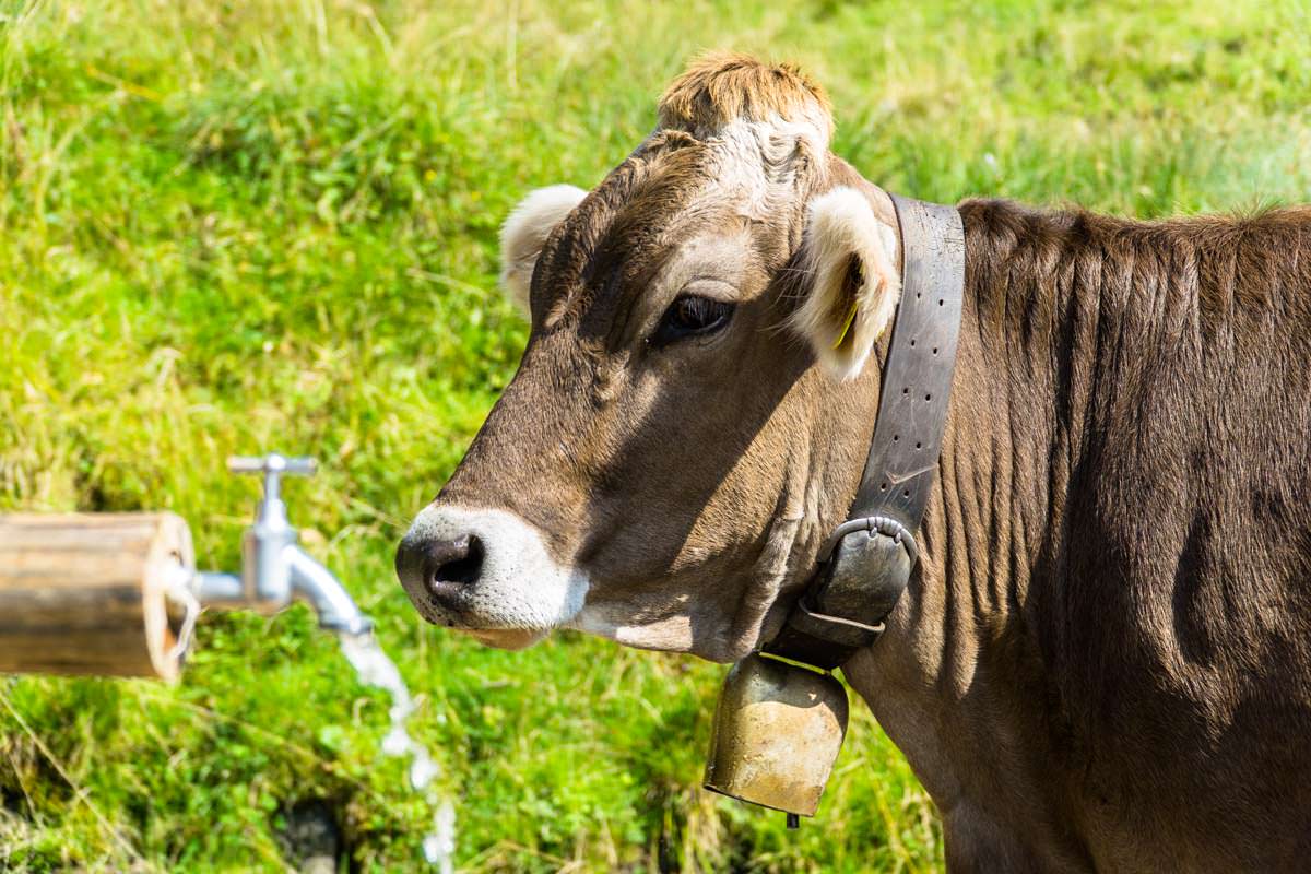 Kuh auf der Unteren Richteralpe im Allgäu