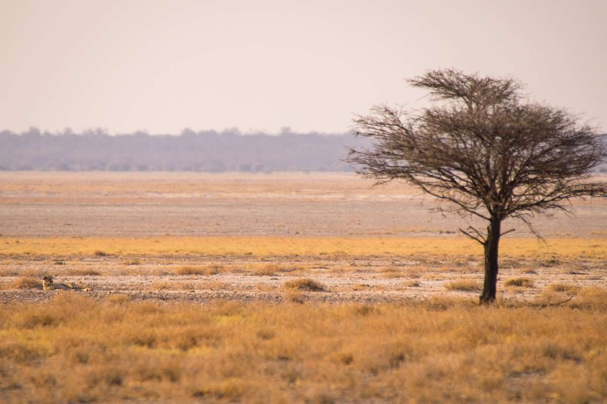 Gepard im Etosha NP