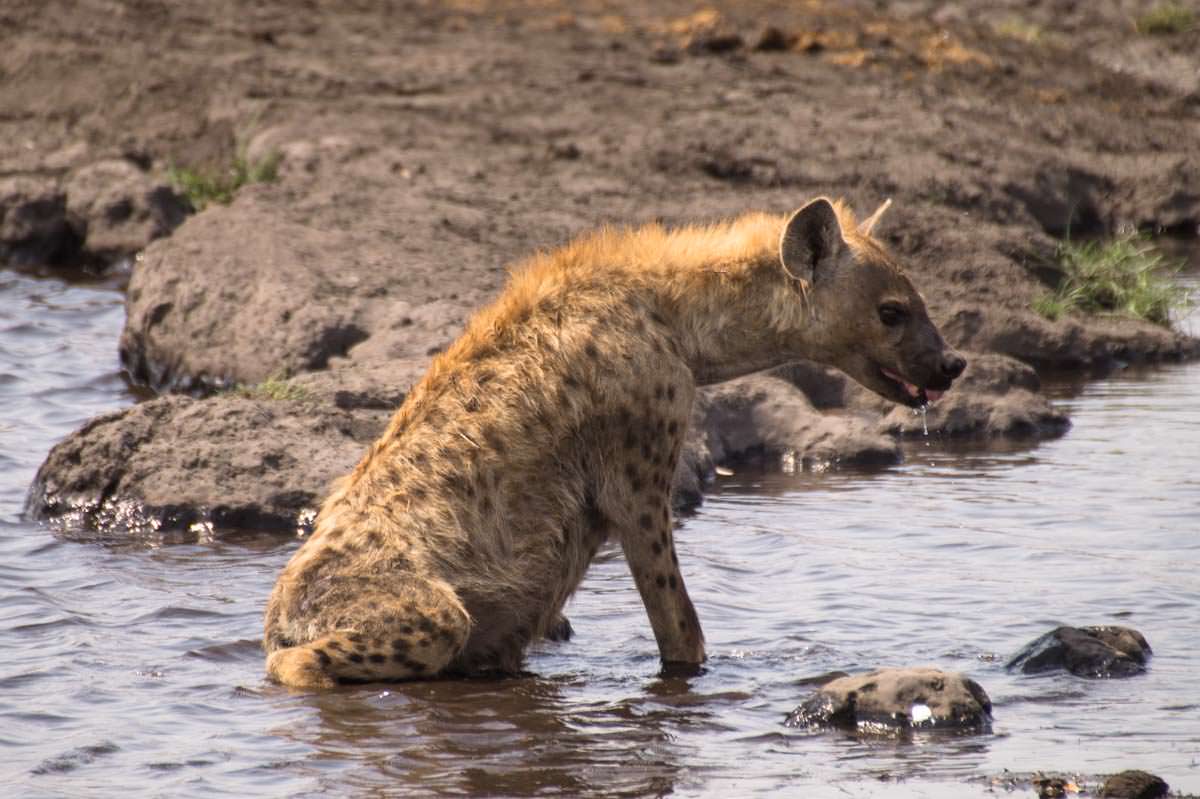 Hyäne nimmt ein Bad im Etosha NP