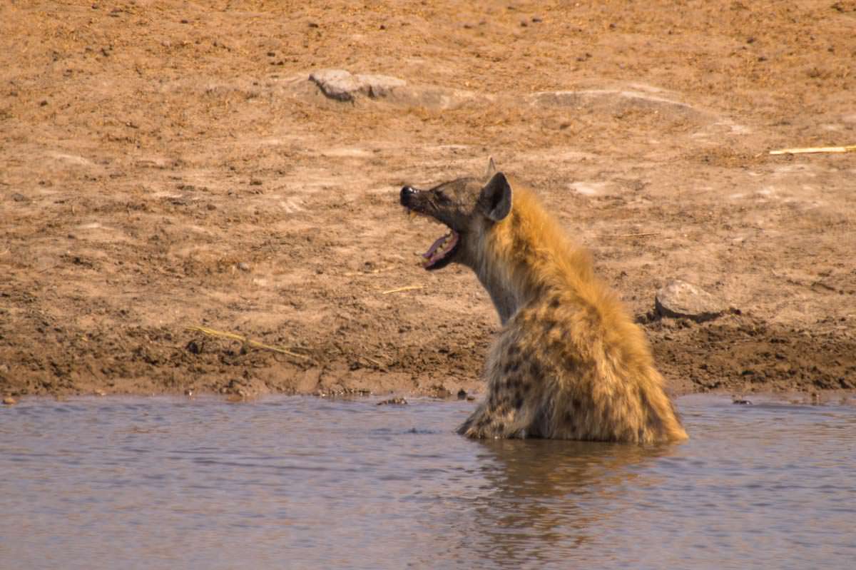 Lachende Hyäne im Etosha NP