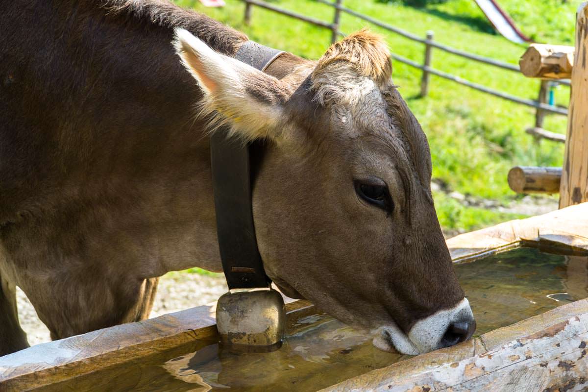 Kuh auf der Unteren Richteralpe im Allgäu