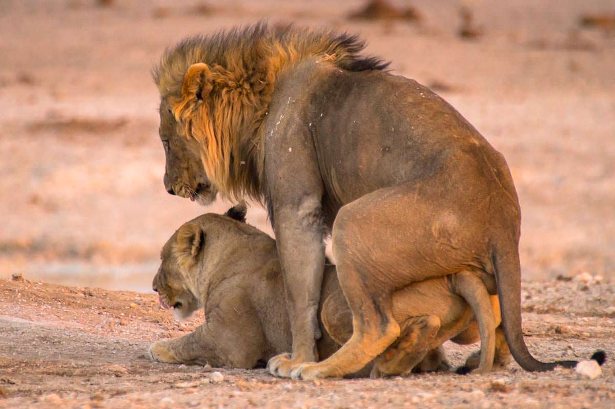 Löwen bei der Paarung im Etosha NP
