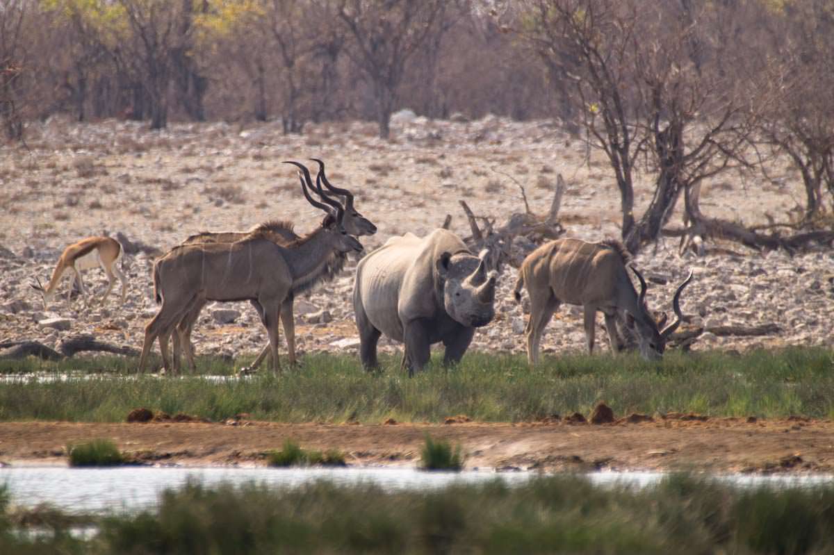 Nashorn im Etosha NP