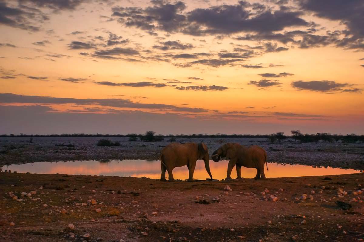 Wasserloch im Okaukuejo Resort (Etosha NP)