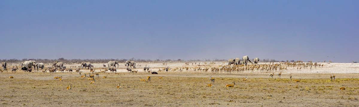 Wasserloch mit Wildtieren im Etosha