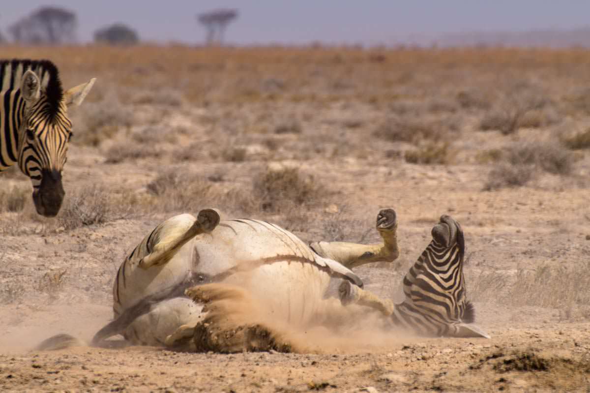 Zebra wälzt sich im Sand (Etosha NP)