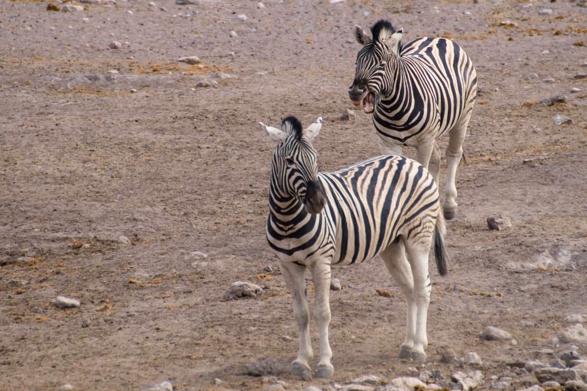 Lachende Zebras im Etosha NP