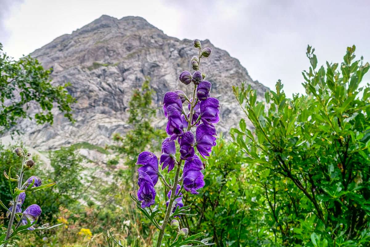 Beim Wandern im Allgäu treffen bunte Blumen auf schroffe Berge