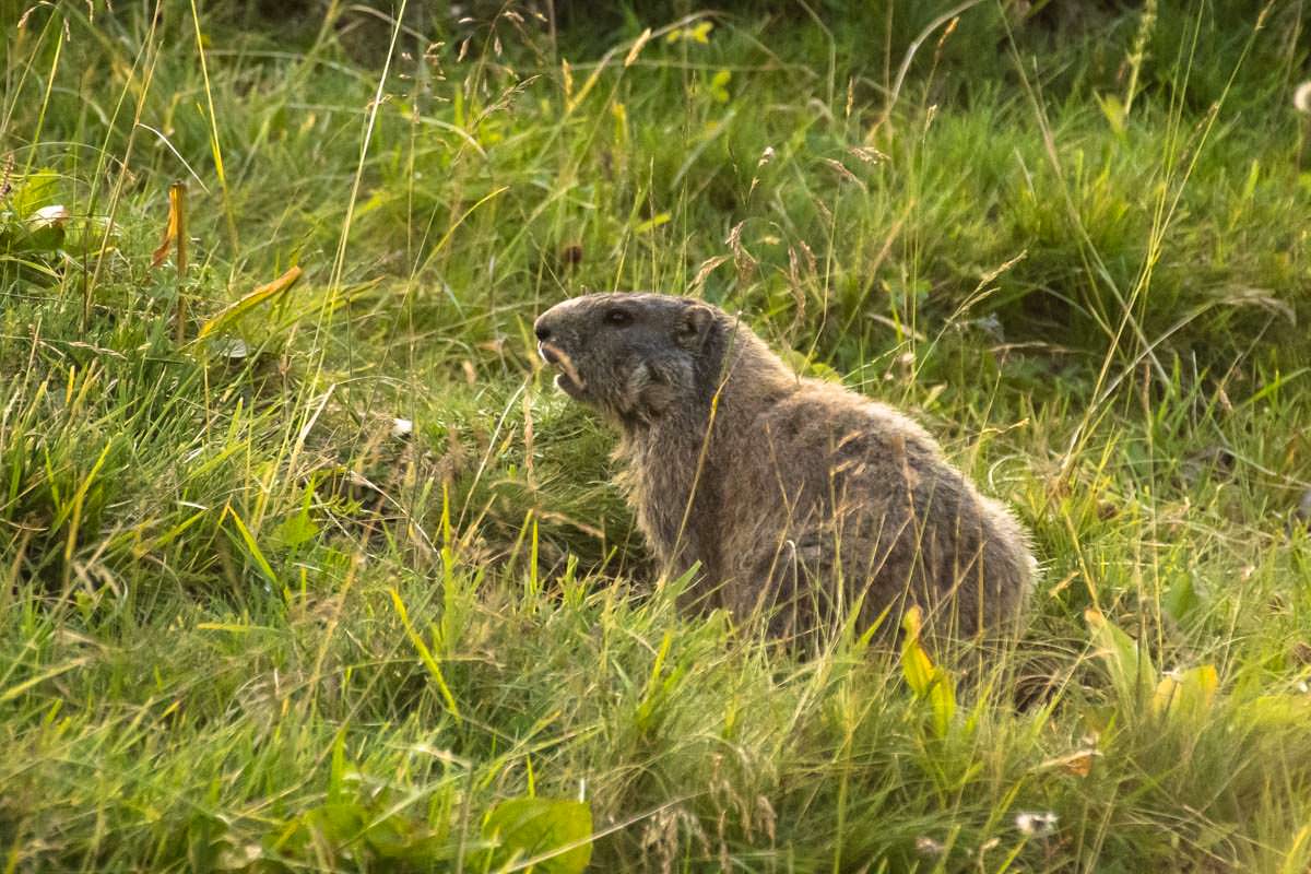 Wenn es abends am Schrecksee ruhig wird, kommen die Alpenmurmeltiere raus