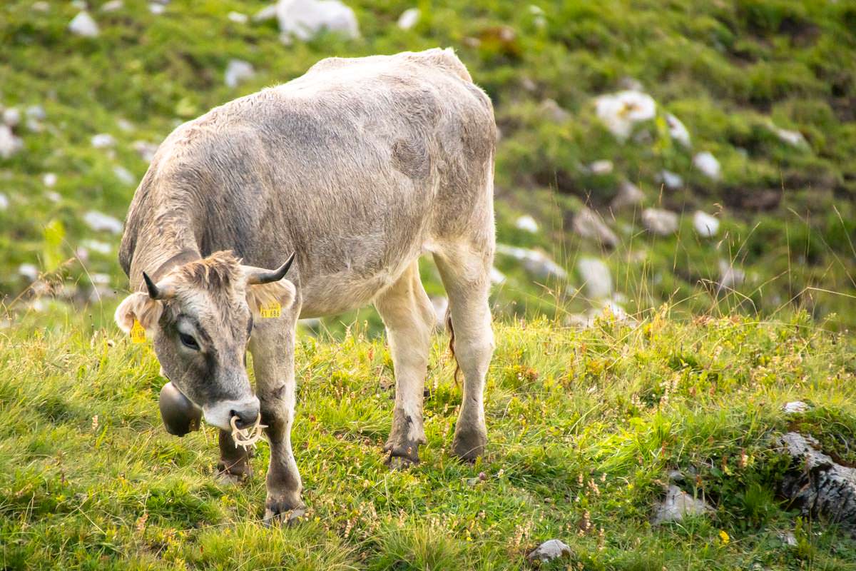 Im Allgäu teilt man sich die Wiesen auch mal mit Jungbullen