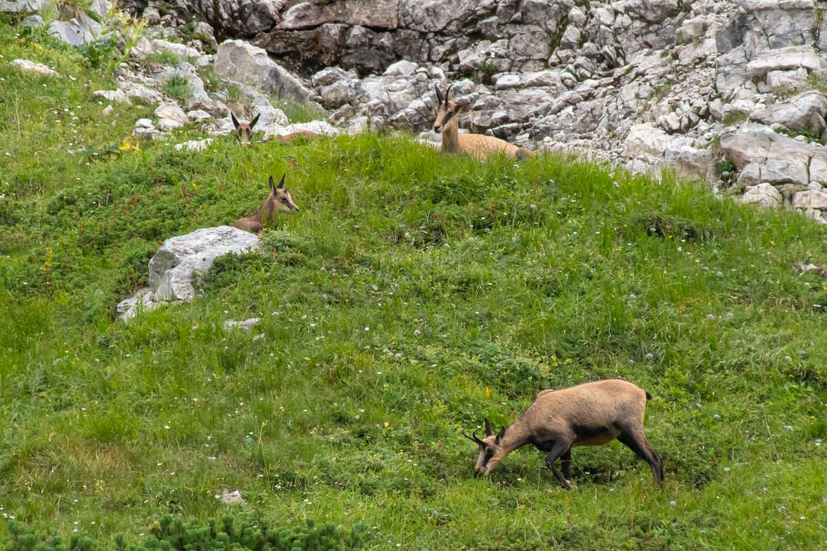 Gamsherde grast in den Allgäuer Hochalpen