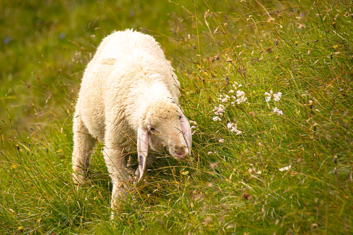 An der Bockkarscharte grasen Schafe