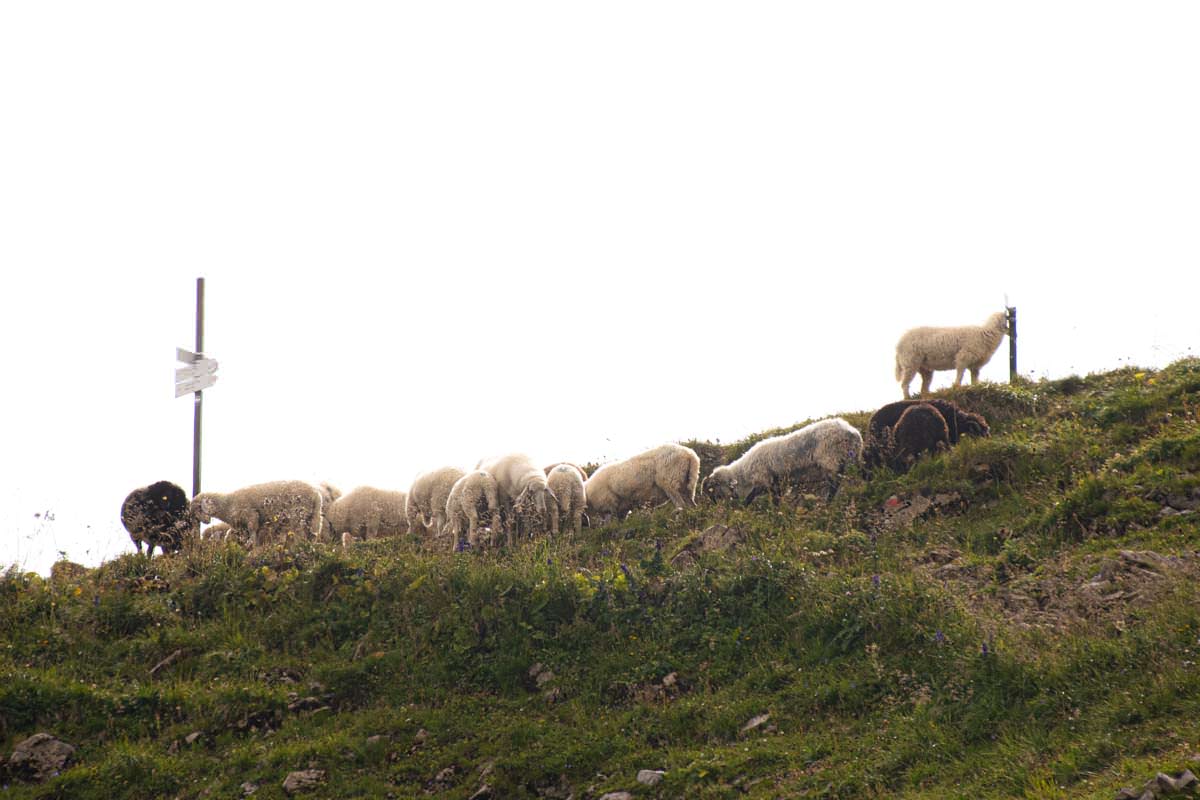 An der Bockkarscharte grasen häufig Schafe