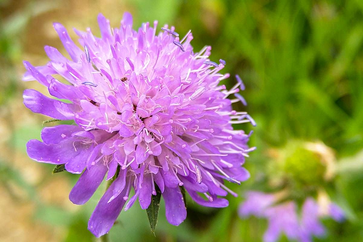 Bunte Wildblumen beim Wandern im Allgäu