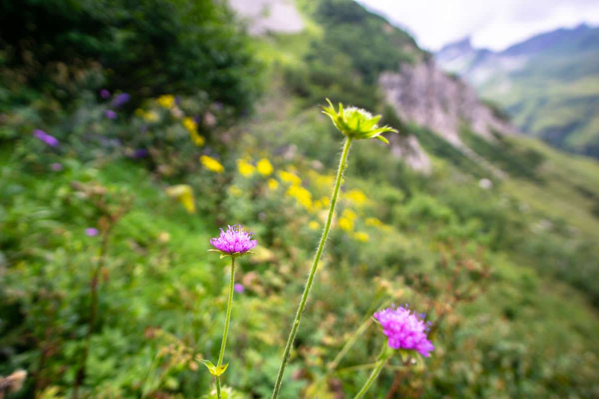 Auf der Wanderung zum Prinz-Luitpold-Haus sehen wir unzählige Wildblumen