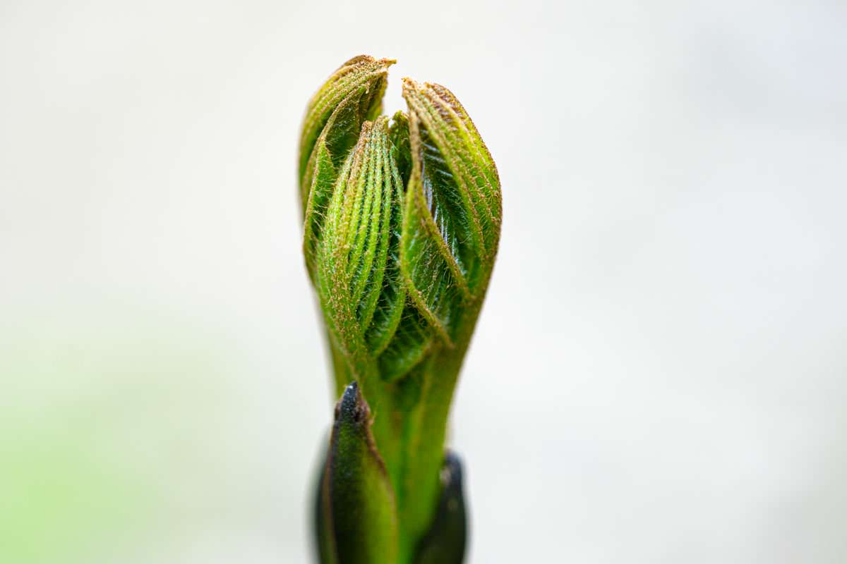 Im Frühjahr erwacht die Natur im Allgäu und erste Knospen öffnen sich