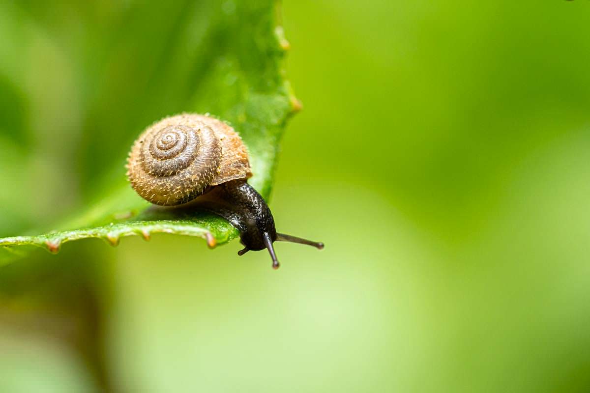 Nahaufnahme einer Schnecke