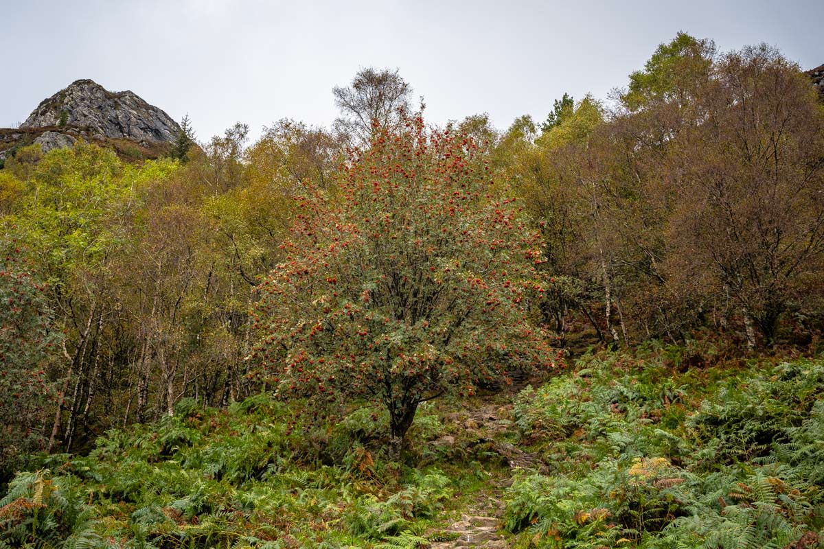 Vogelbeeren, Farne und bunte Bäume prägen die Landschaft am Fuß des Ben Aan