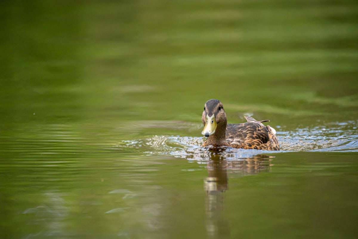 Enten begleiten unser Kanu beim Wasserwandern auf der Oberen Havel