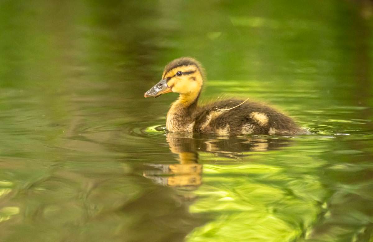 Entenbaby beim Wasserwandern auf der Oberen Havel