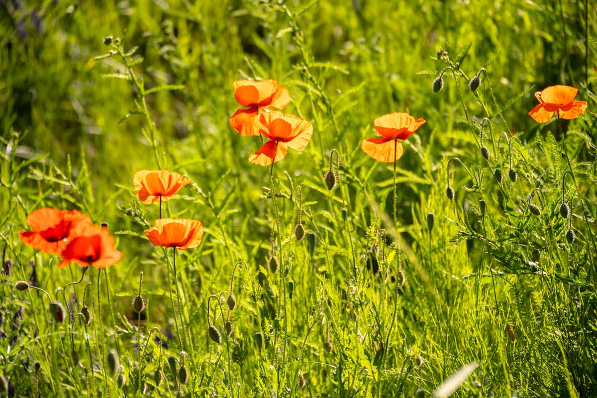 Klatschmohn am Ufer des Kammerkanals