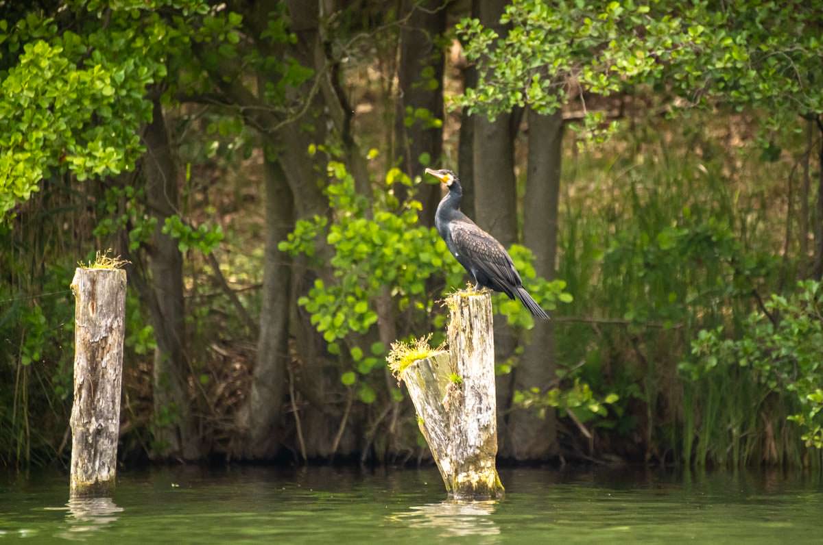 Kormoran auf dem Käbelicksee