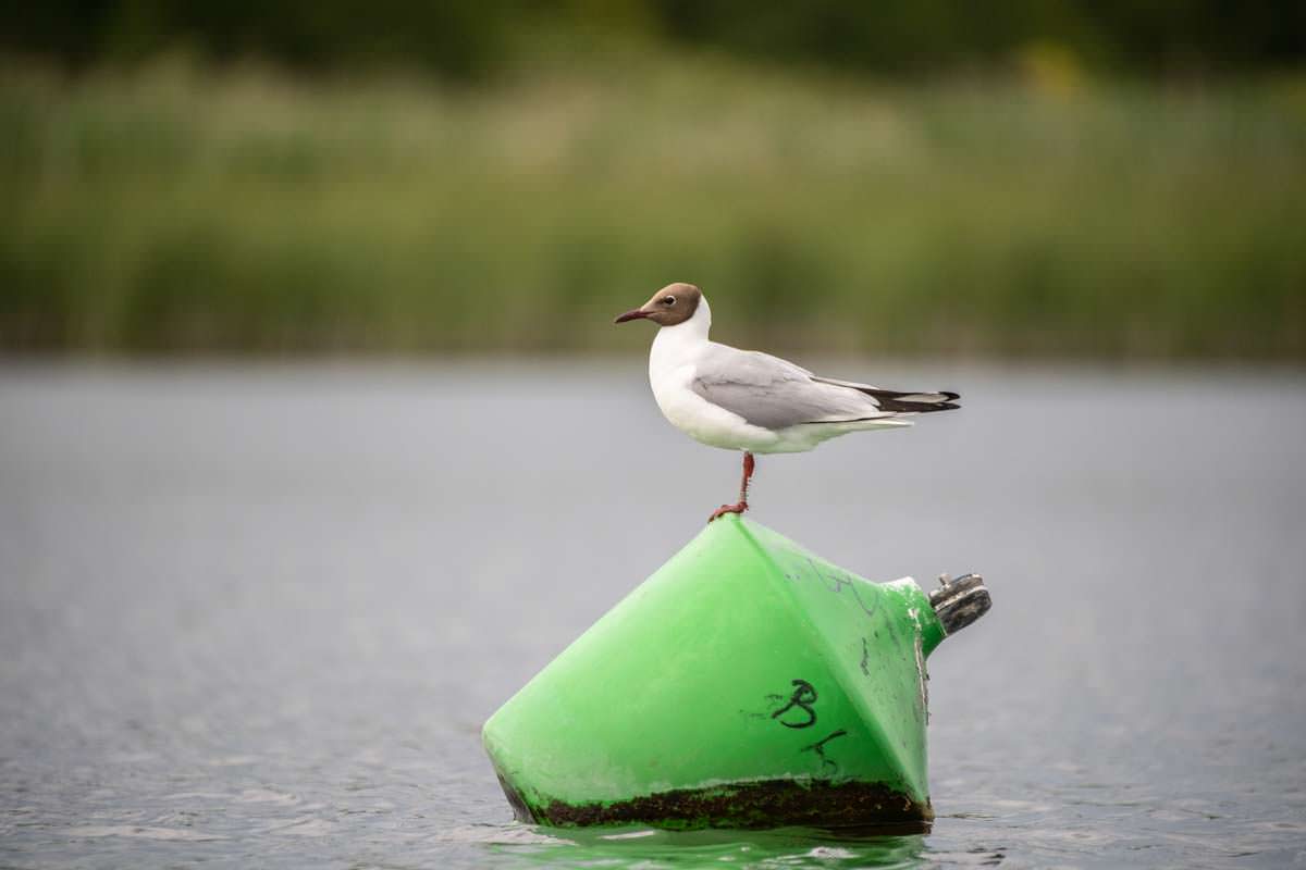 Lachmöwe auf einer Boje