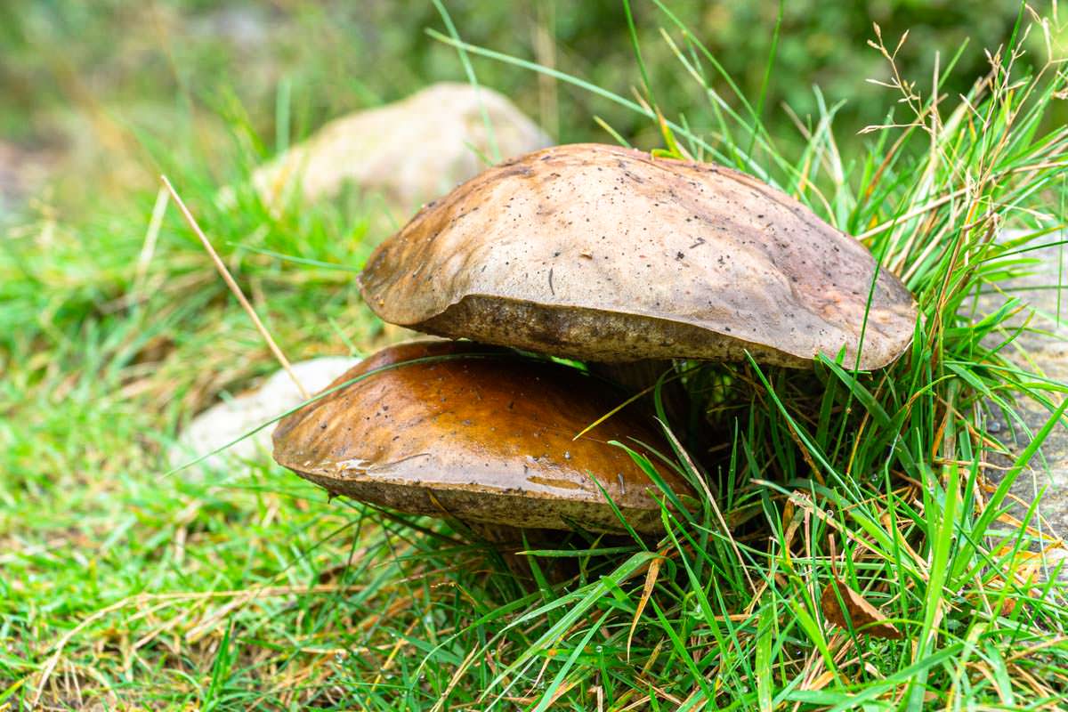 Riesenpilze auf der Wanderung zum Ben Aan