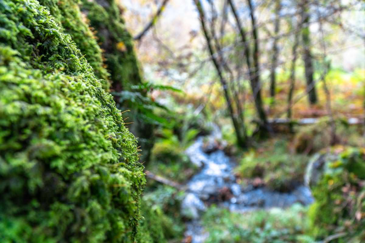 Der Wald am Fuße vom Ben Aan wirkkt fast shcon wie ein Regenwald