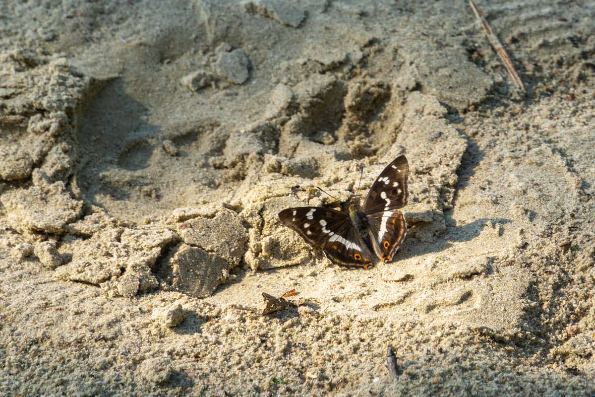 Schmetterling am Sandstrand im Müritz Nationalpark