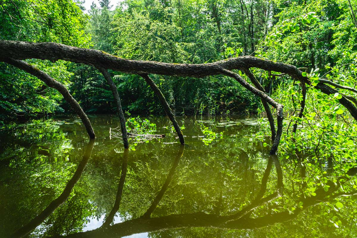 In der Kernzone des Müritz Nationalparks gleitet das Kanu durch umgestürzte Bäume