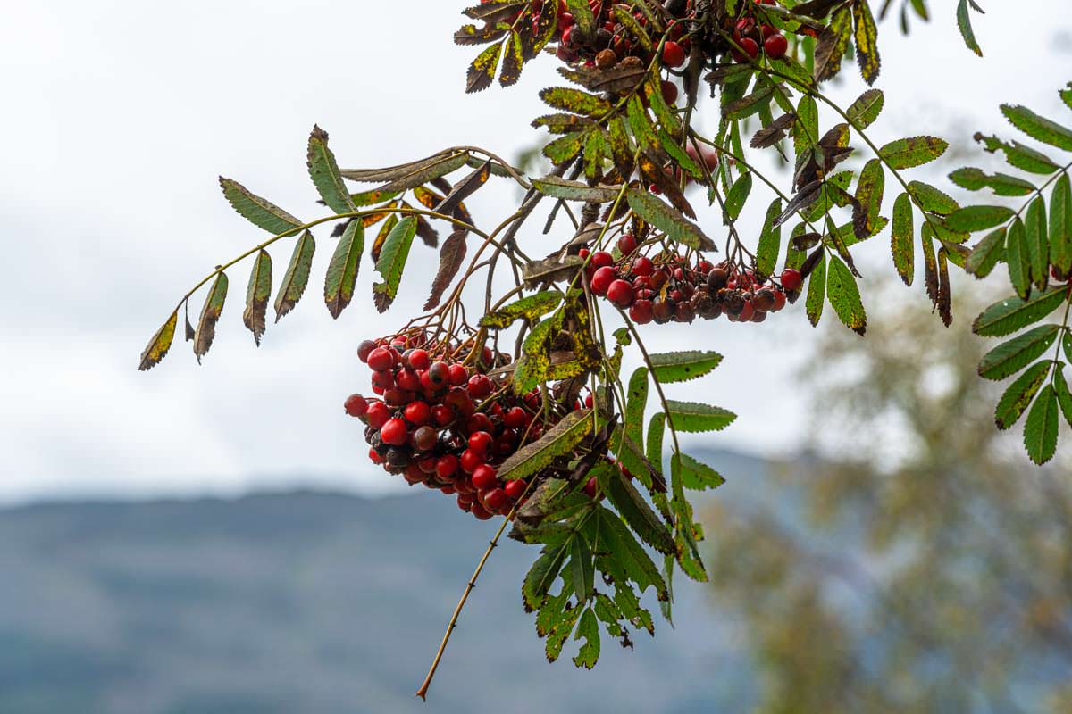 Vogelbeeren auf dem Weg zum Ben Aan im Loch Lomond Nationalpark