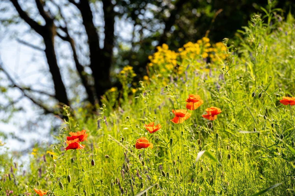 Wildblumenfeld am Kammerkanal