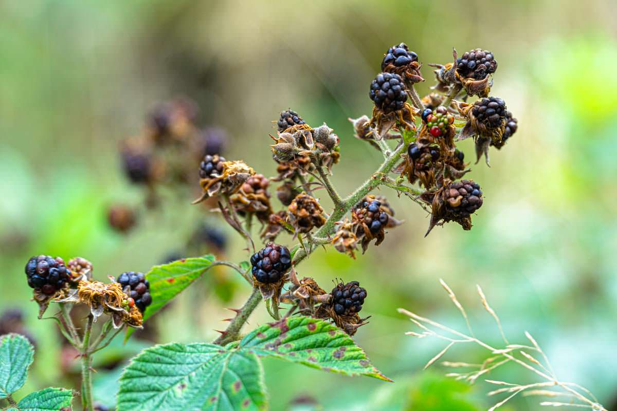 Wilde Brombeeren auf der Wanderung zum Gipfel des Ben Aan