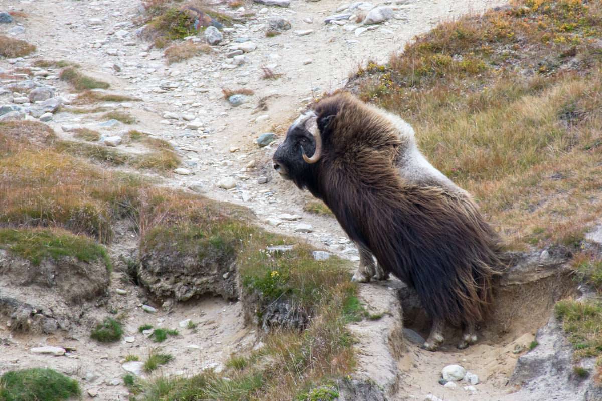 Moschusochsen im Dovrefjell Nationalpark in Norwegen