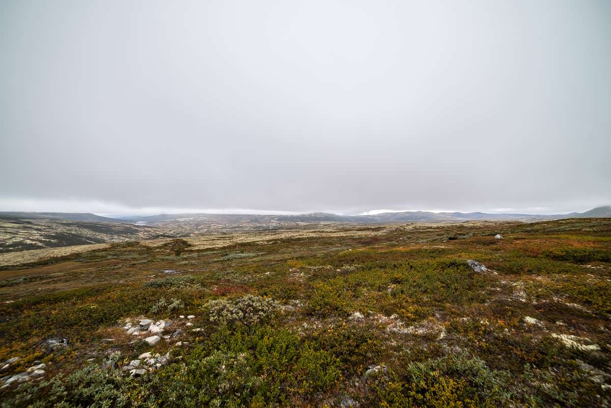 Auf der Suche nach Moschusochsen im Dovrefjell Nationalpark