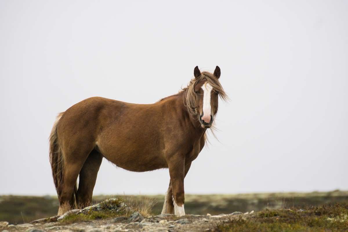 Fjordpferd im Dovrefjell Nationalpark