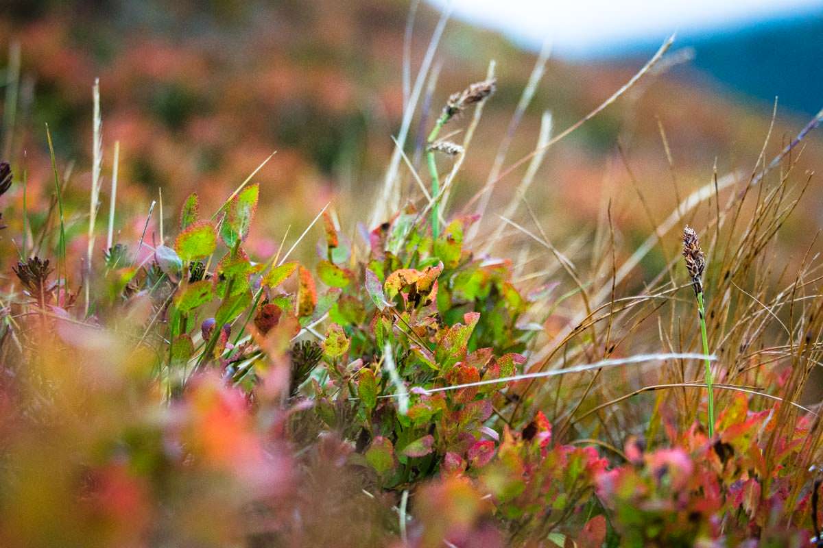 Bunte Herbstlandschaft im Dovrefjell Nationalpark