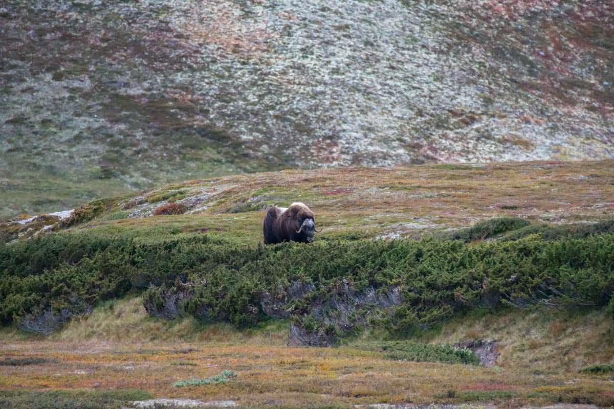 Moschusochsen im Dovrefjell Nationalpark