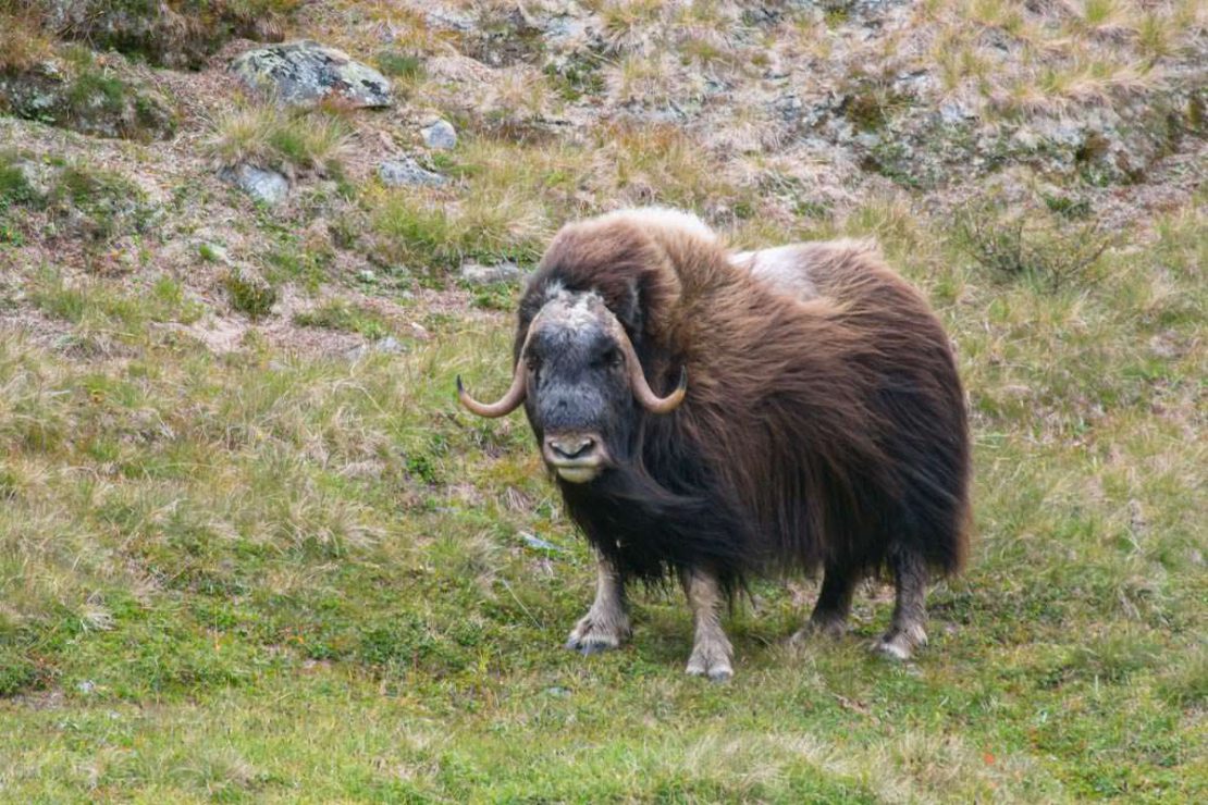 Moschusochsen im Dovrefjell Nationalpark in Norwegen