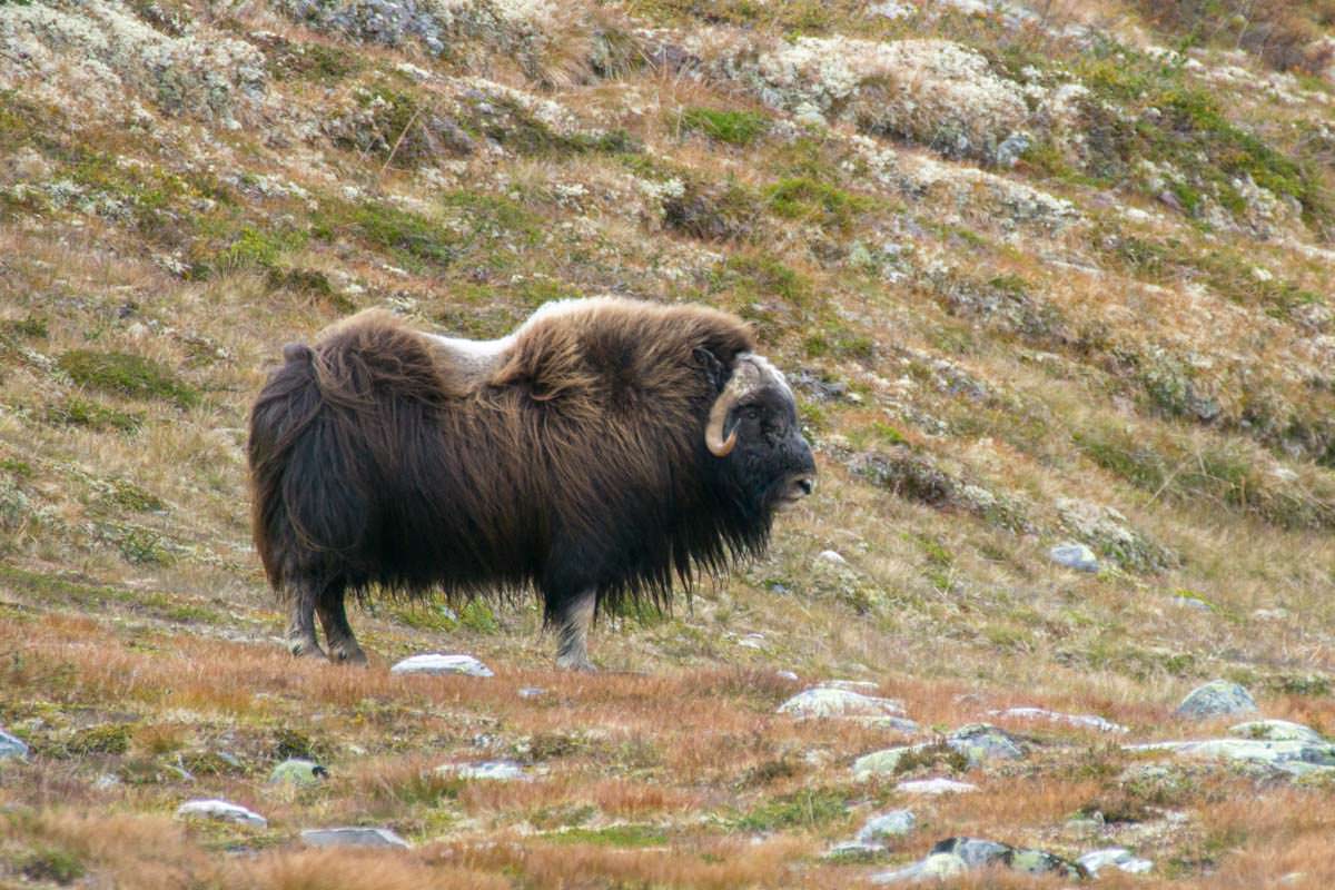 Moschusochsen im Dovrefjell von Norwegen