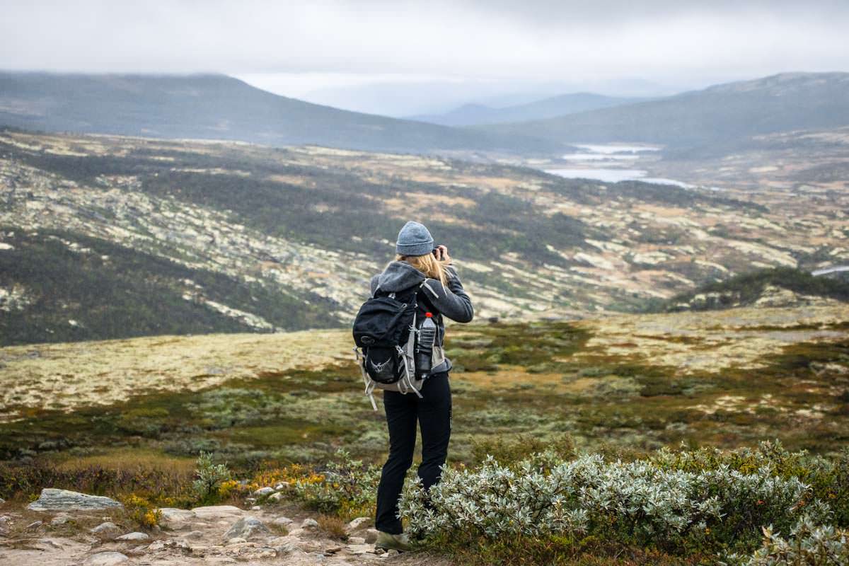 Der Moschusochsen-Trail im Dovrefjell Nationalpark