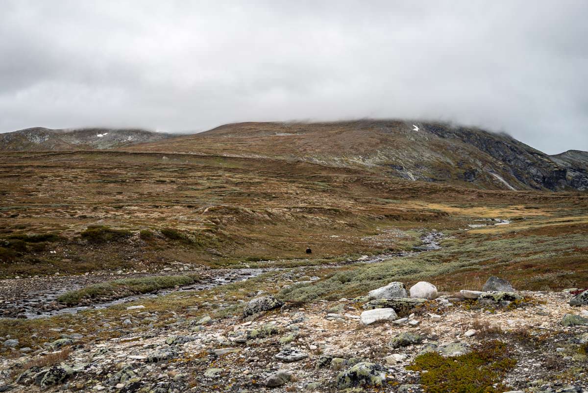 Moschusochsen auf der Wanderung durch das Dovrefjell in Norwegen