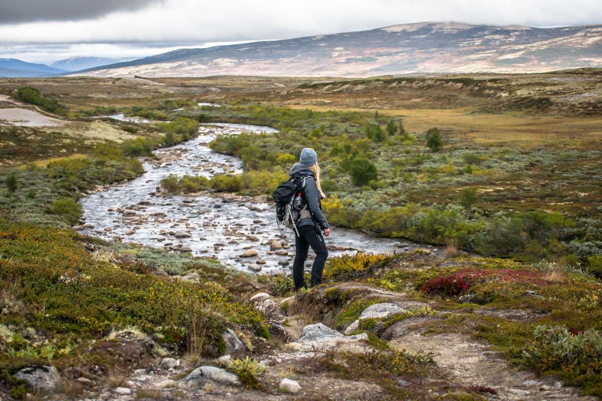 Auf der Suche nach Moschusochsen im Dovrefjell Nationalpark in Norwegen